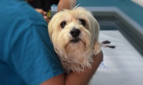 veterinario con perro