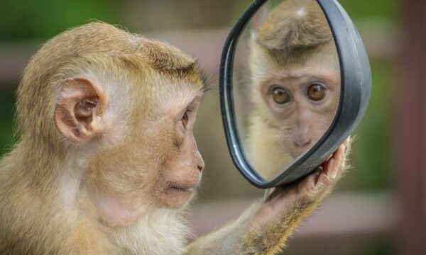 mono con espejo